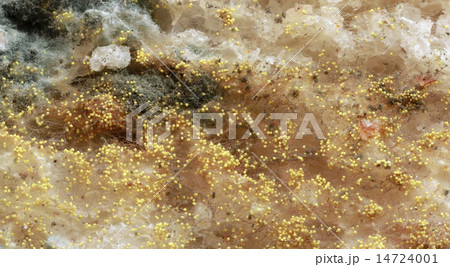 Bread Mold Background 14724001