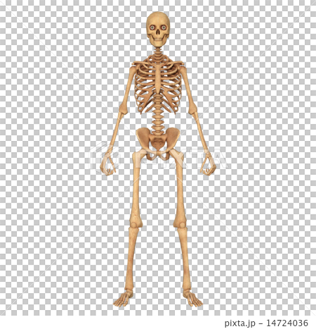 skeleton skeleton 14724036