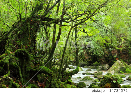 白谷雲水峡 14724572