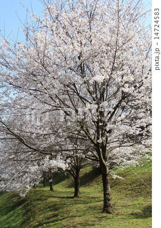 SAKURA 14724583