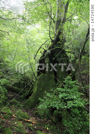白谷雲水峡 苔むす森 白谷雲水峡 苔むす森 14724590