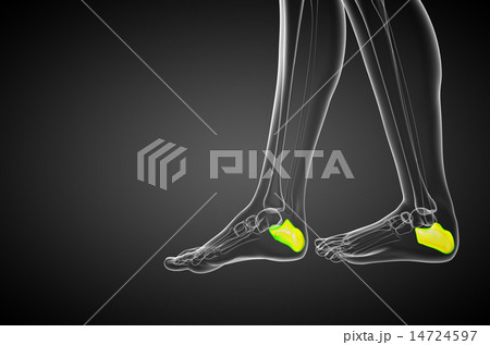 3d render illustration of the calcaneus bone 3d render illustration of the calcaneus bone 14724597