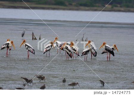 Painted Stork 14724775