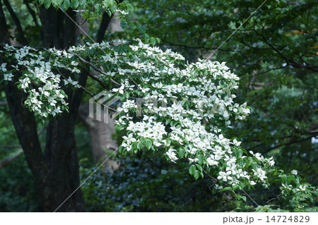 林の中の山法師 林の中の山法師 14724829