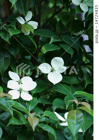 山法師 花言葉は友情 山法師 花言葉は友情 14724835
