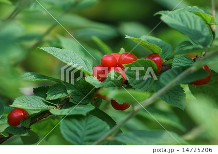 桜桃　梅桃　山桜桃　どれもユスラウメと申します。 14725206