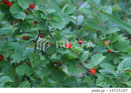 桜桃　梅桃　山桜桃　どれもユスラウメと申します。 14725207