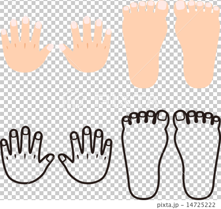 手の甲と足の甲 手足のツメのイラスト素材
