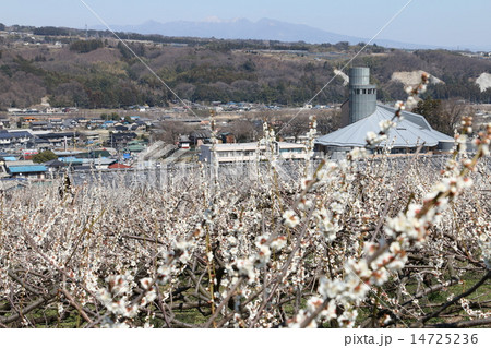 榛名梅林と榛名文化会館エコール 榛名梅林と榛名文化会館エコール 14725236
