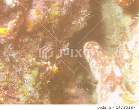 クモのようなカニのような… 14725337