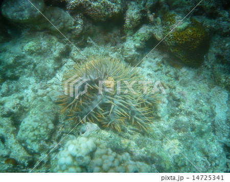 サンゴを食い荒らすオニヒトデ 14725341