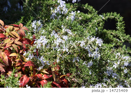 ローズマリー ローズマリー 14725409