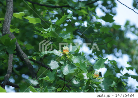 百合の木 ユリノキの花 名前の由来です の写真素材