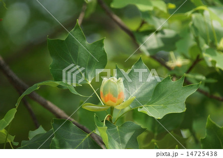百合の木 ユリノキの花 名前の由来です。 百合の木 ユリノキの花 名前の由来です。 14725438