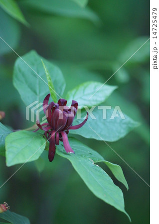 黒花蝋梅　クロバナロウバイと申します。 14725479