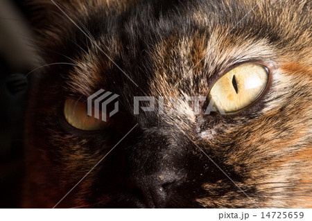 猫の顔のアップ 14725659