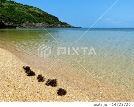 スーナ採り スーナ採り 14725720