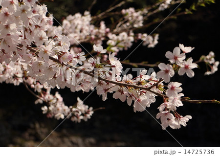 桜 14725736