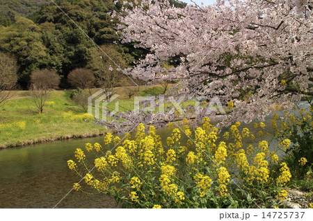 東陽村氷川 14725737