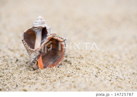 Shell on the beach - copy space Shell on the beach - copy space 14725787