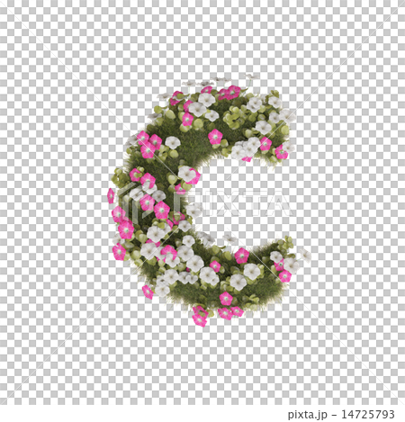 アサガオのアルファベット 14725793