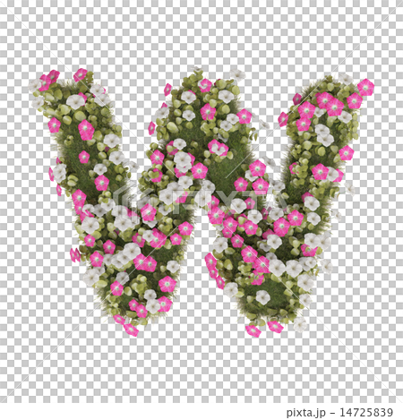 牽牛花字母表-插圖素材 [14725839] - PIXTA圖庫