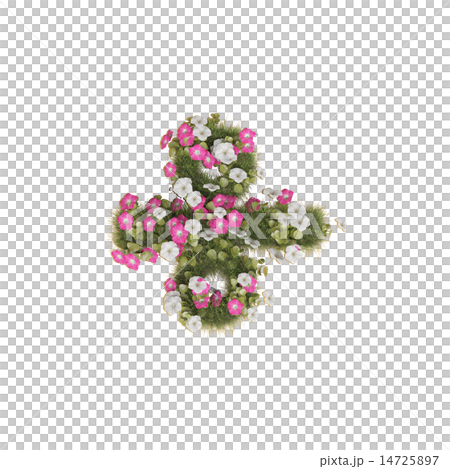 牽牛花的運作 14725897