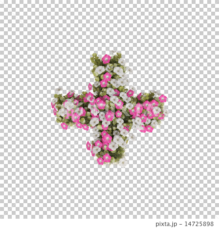 牽牛花的運作 14725898