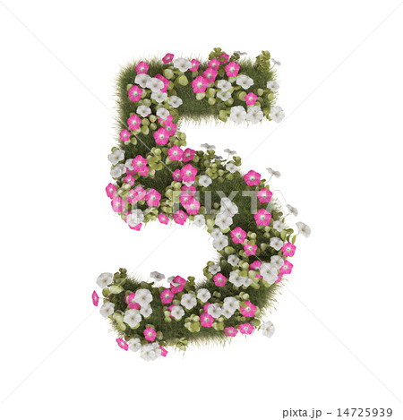 アサガオの数字 14725939
