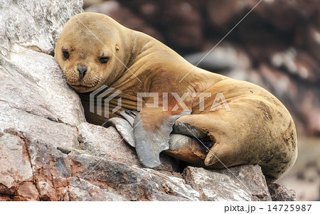 Sleeping sea lion cub on the rocks Sleeping sea lion cub on the rocks 14725987