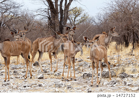 herd of Kudu in african savanna 14727152