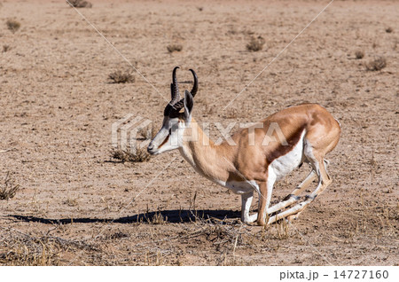 Springbok Antidorcas marsupialis in Kgalagadi Springbok Antidorcas marsupialis in Kgalagadi 14727160