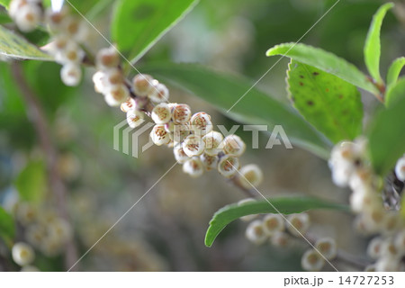 ヒサカキの花 14727253