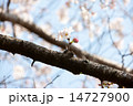 穏やかな 14727900