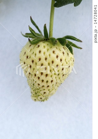 未熟な苺の実(古都華) 未熟な苺の実(古都華) 14728041