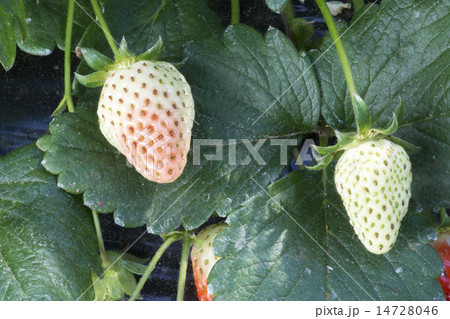 未熟な苺の実（古都華） 14728046