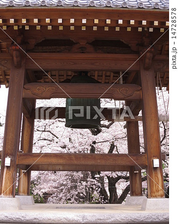 鐘楼と桜 14728578