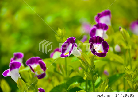 トレニア 14729695