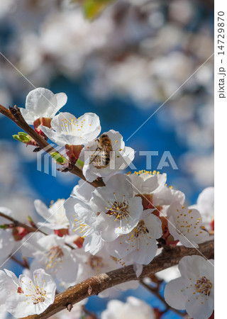 Bee collects nectar 14729870