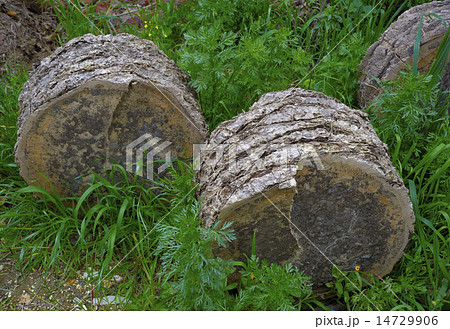 Sections of a palm trunk felled because struck by  14729906