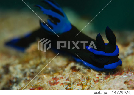 ウミウシ 14729926