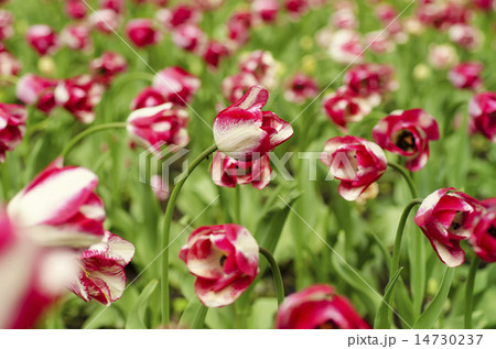 Pink beautiful tulips Pink beautiful tulips 14730237