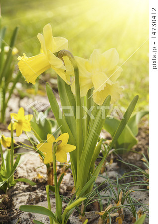 Beautiful yellow daffodils 14730412