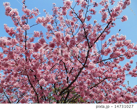 春の満開桜 14731027