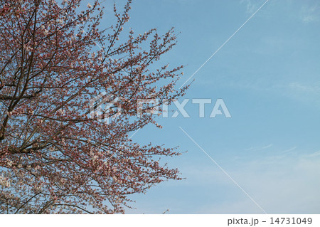 桜と青空 14731049