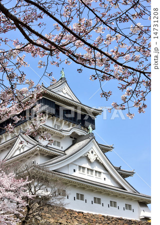 小倉城と桜の写真素材