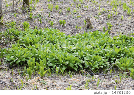 山菜 14731230