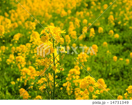 菜の花畑 14731349