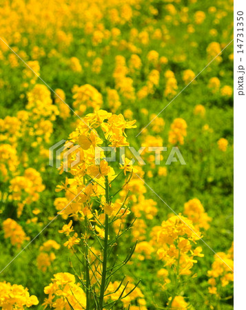 菜の花畑 14731350