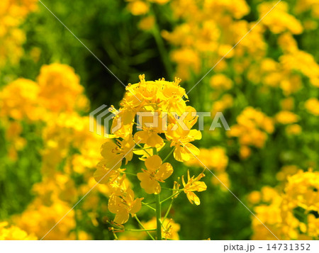 菜の花畑 菜の花畑 14731352